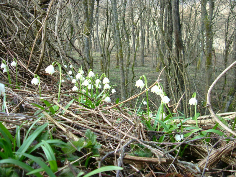 Leucojum vernum / Campanelle comuni